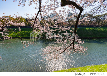 半蔵濠の風景 半蔵濠の風景 49959523