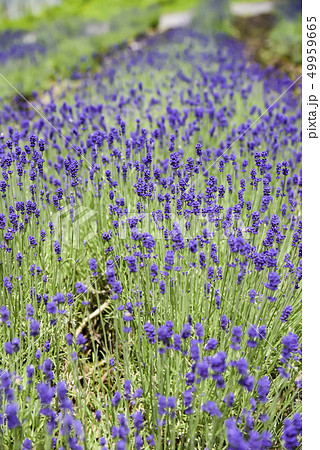 【ラベンダー畑　濃紫】 49959665