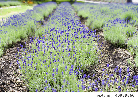 【ラベンダー畑 濃紫】 【ラベンダー畑 濃紫】 49959666