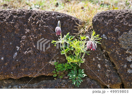 赤いオキナグサの花 赤いオキナグサの花 49959803