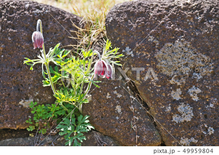 赤いオキナグサの花 赤いオキナグサの花 49959804