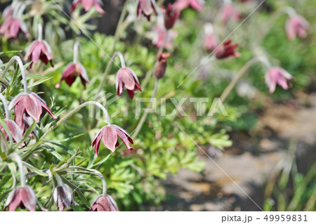 赤いオキナグサの花 49959831