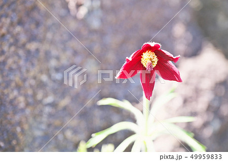 赤いオキナグサの花 赤いオキナグサの花 49959833