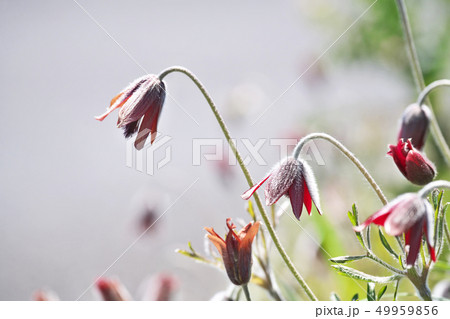 赤いオキナグサの花 赤いオキナグサの花 49959856