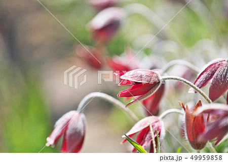 赤いオキナグサの花 49959858