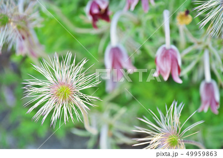 白いオキナグサのヒゲ 白いオキナグサのヒゲ 49959863