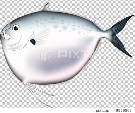 「ギンカガミ」 魚イラスト ベクター形式 白背景(pngは背景透過)・単体 「ギンカガミ」 魚イラスト ベクター形式 白背景(pngは背景透過)・単体 49959865