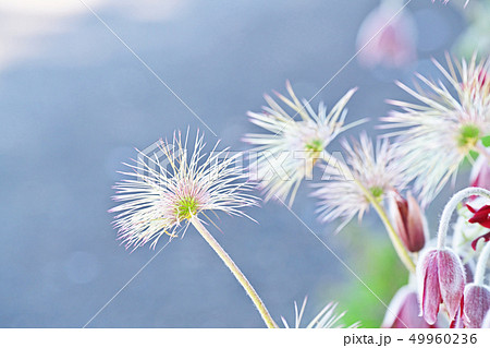 白いオキナグサのヒゲ 白いオキナグサのヒゲ 49960236