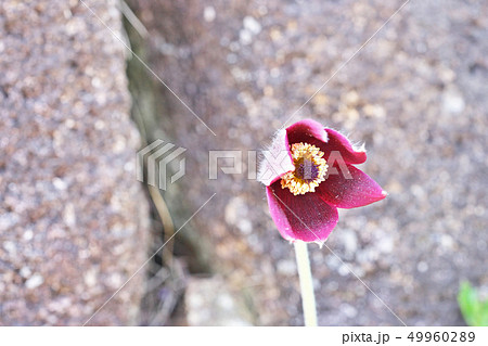 赤いオキナグサの花 赤いオキナグサの花 49960289