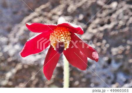 赤いオキナグサの花 赤いオキナグサの花 49960303