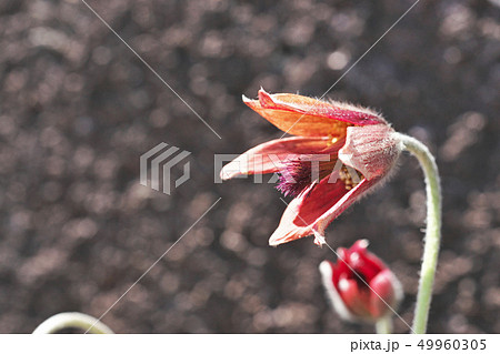 赤いオキナグサの花 赤いオキナグサの花 49960305