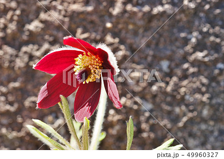 赤いオキナグサの花 赤いオキナグサの花 49960327