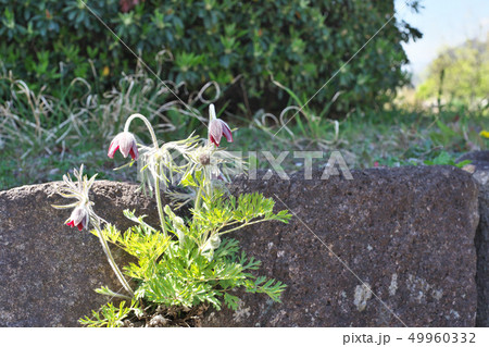 赤いオキナグサの花 赤いオキナグサの花 49960332