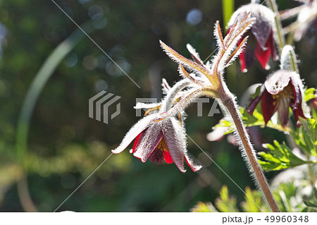 赤いオキナグサの花 赤いオキナグサの花 49960348