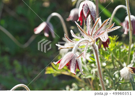 赤いオキナグサの花 赤いオキナグサの花 49960351
