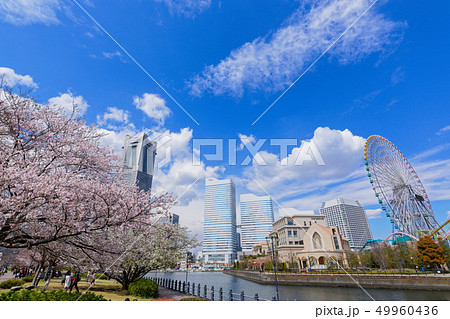 横浜みなとみらいと満開の桜　ランドマークタワー 49960436