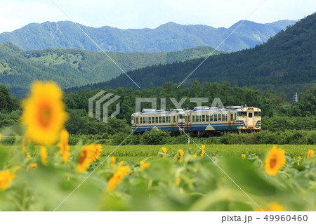 沢目駅付近の向日葵畑を行く五能線キハ40快速列車 沢目駅付近の向日葵畑を行く五能線キハ40快速列車 49960460