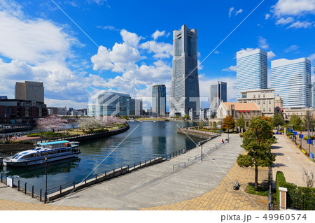 横浜みなとみらいと満開の桜 横浜みなとみらいと満開の桜 49960574
