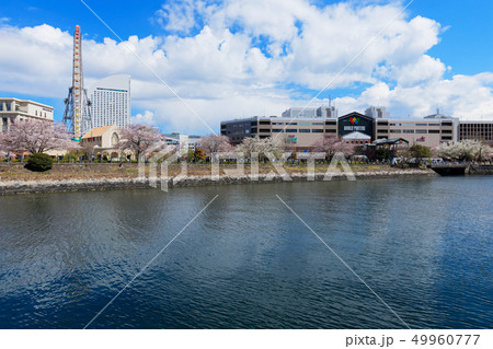 横浜みなとみらいと満開の桜 ワールドボーターズ 横浜みなとみらいと満開の桜 ワールドボーターズ 49960777