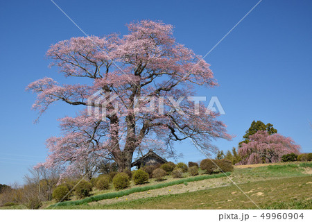 三春　天神桜 49960904
