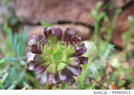 黒法師（別名；サンシモン） 49960913