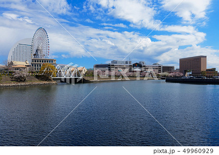 横浜みなとみらいと満開の桜　ナビオス横浜　 49960929