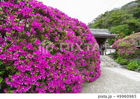 【鎌倉】安養院のツツジ 【鎌倉】安養院のツツジ 49960965