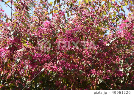 ベニバナトキワマンサク（紅花常盤万作） 49961226