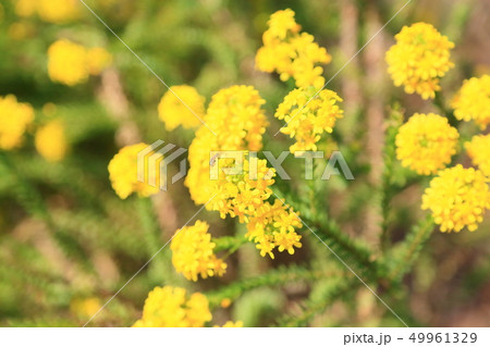 ゴールデンクラッカーの花 ゴールデンクラッカーの花 49961329
