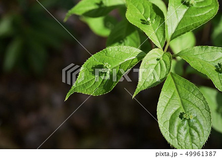 ハナイカダ 49961387