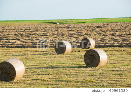 牧草畑の牧草ロールと青空　北海道 49961529