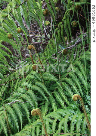 シダの芽、ゼンマイ シダの芽、ゼンマイ 49961662