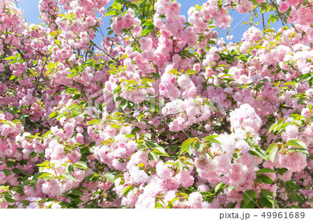 関山桜 カンザン 桜 クワンザンチェリー サトザクラ 八重桜 関山桜 カンザン 桜 クワンザンチェリー サトザクラ 八重桜 49961689