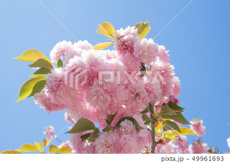 関山桜 カンザン 桜 クワンザンチェリー サトザクラ 八重桜 関山桜 カンザン 桜 クワンザンチェリー サトザクラ 八重桜 49961693