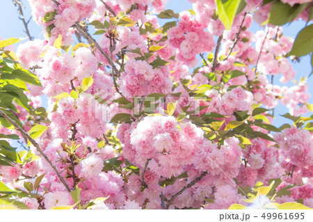 関山桜 カンザン 桜 クワンザンチェリー サトザクラ 八重桜 関山桜 カンザン 桜 クワンザンチェリー サトザクラ 八重桜 49961695