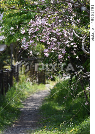 満開の桜 満開の桜 49961791