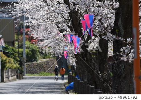満開の桜 満開の桜 49961792