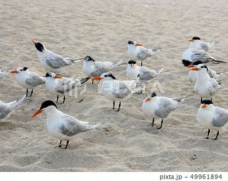 アメリカオオアジサシ　（Thalasseus maximus）の群　（マイアミビーチ） 49961894