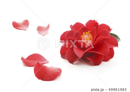 椿の花 椿の花 49961983