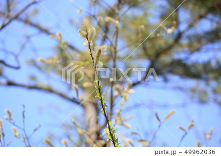 フリソデヤナギの花 49962036