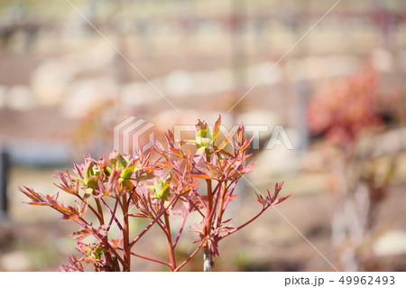 牡丹の蕾 49962493