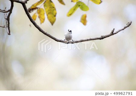 エナガ 49962791