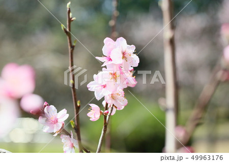 アーモンドの花 49963176