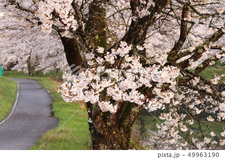 兵庫県養父市を流れる小佐川の土手に咲く桜です。撮影時間帯は朝です。 兵庫県養父市を流れる小佐川の土手に咲く桜です。撮影時間帯は朝です。 49963190