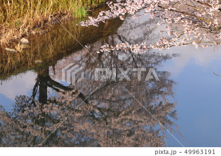 兵庫県養父市を流れる小佐川の土手に咲く桜です。撮影時間帯は朝です。 兵庫県養父市を流れる小佐川の土手に咲く桜です。撮影時間帯は朝です。 49963191