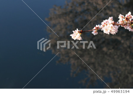 兵庫県養父市を流れる小佐川の土手に咲く桜です。撮影時間帯は朝です。 兵庫県養父市を流れる小佐川の土手に咲く桜です。撮影時間帯は朝です。 49963194