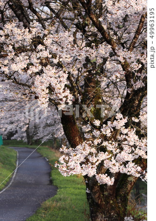 兵庫県養父市を流れる小佐川の土手に咲く桜です。撮影時間帯は朝です。 兵庫県養父市を流れる小佐川の土手に咲く桜です。撮影時間帯は朝です。 49963195