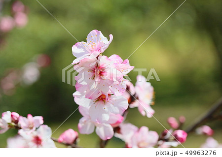 アーモンドの花 49963276