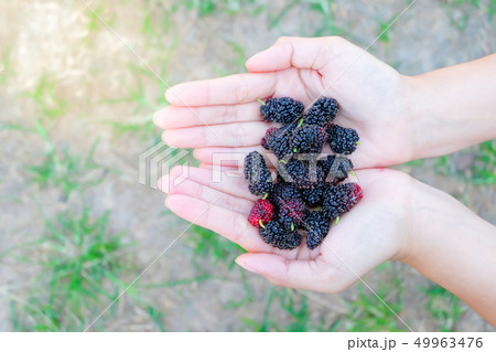 Fresh Mulberry fruits on hand, Mulberry with very Fresh Mulberry fruits on hand, Mulberry with very 49963476