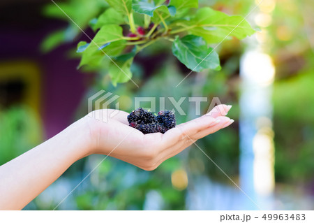 Fresh Mulberry fruits on hand. Fresh Mulberry fruits on hand. 49963483